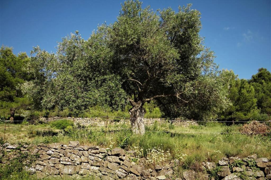 Aigues-Vives  L'Arbre A Soleil 빌라 외부 사진